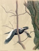 William Zimmerman - Ivory billed Woodpecker